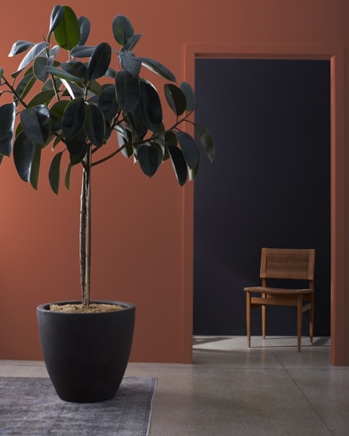 Large houseplant in front of a Sienna-painted wall, leading to a dark hallway with a wooden chair.